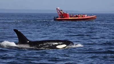Cá voi sát thủ tấn công và làm chìm du thuyền khiến 2 người gặp nạn