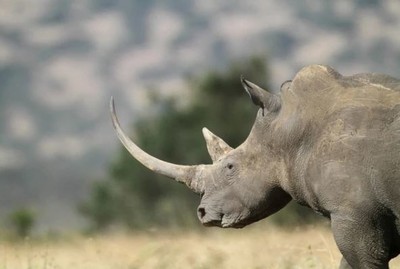 Nam Phi: Triển khai dự án tái hoang dã tê giác trắng phương Nam