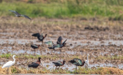 Lần đầu phát hiện loài chim quắm đen quý hiếm tại Thừa Thiên-Huế