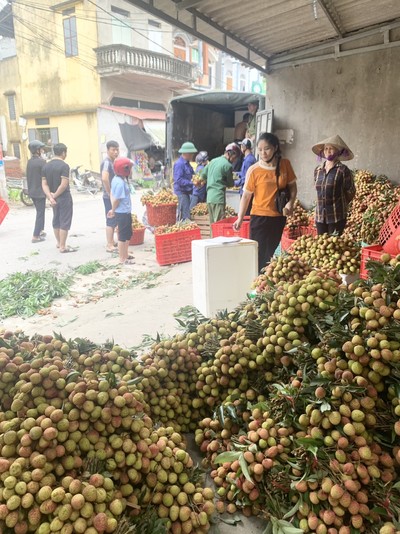 Hưng Yên: Được mùa vải lai chín sớm ở Phù Cừ