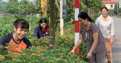 Hội LHPN Bắc Ninh trồng hoa trên bùn thải của làng nghề