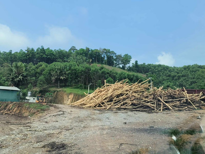 Thanh Hóa: Xử lý dứt điểm các vi phạm tại điểm thu mua, chế biến nguyên liệu gỗ rừng trồng tự phát