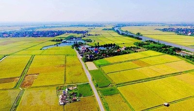Long An chuyển đổi 47,22 ha đất trồng lúa để làm khu tái định cư