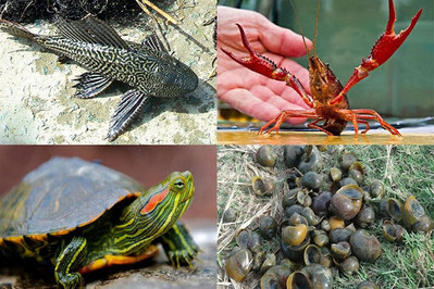 Trung Quốc: Phát hiện 395 loài sinh vật ngoại lai xâm nhập tại tỉnh Hải Nam