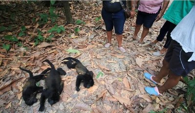 Mexico: Loài khỉ rú chết hàng loạt vì nắng nóng gay gắt