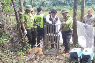 Tái thả 21 cá thể động vật hoang dã về với tự nhiên tại Vườn Quốc gia Vũ Quang