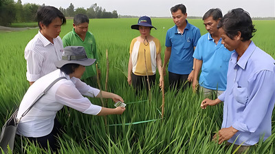 SRP - Bộ tiêu chuẩn sản xuất lúa gạo bền vững