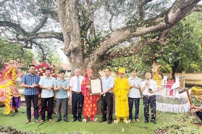 Hà Nam: Đón bằng công nhận cây Di sản Việt Nam cho cây Muỗm, hơn 350 năm tuổi