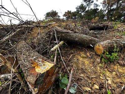 Nghệ An: Đề xuất giải pháp ngăn chặn các hành vi huỷ hoại rừng