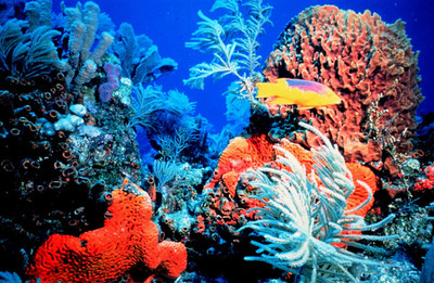 Dự án Climate REEFS: Hợp tác quốc tế bảo tồn Tam giác san hô