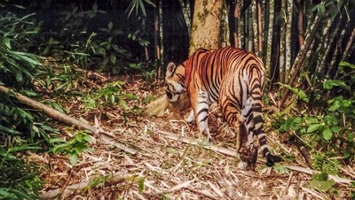 Hổ xuất hiện tại rừng Đìu Đo, Quảng Bình: Hy vọng điều đó là sự thật