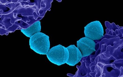 Nhật Bản: Các ca nhiễm liên cầu khuẩn tăng lên mức cao kỷ lục