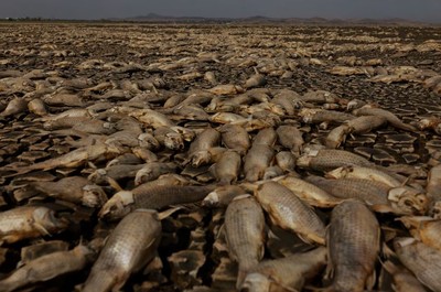 Mexico: Cá chết hàng loạt ở bang Chihuahua do hạn hán nghiêm trọng