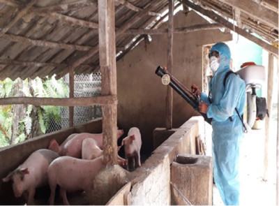 Thanh Hóa: Tăng cường thực hiện các biện pháp phòng, chống bệnh Dịch tả lợn Châu phi