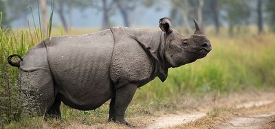 Indonesia: Loài tê giác Java quý hiếm đang gặp nguy hiểm
