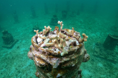 Khám phá 'ngôi nhà' độc đáo cho san hô giữa đại dương
