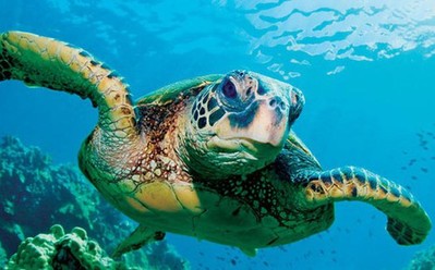 Công ước liên Mỹ về bảo vệ và bảo tồn rùa biển