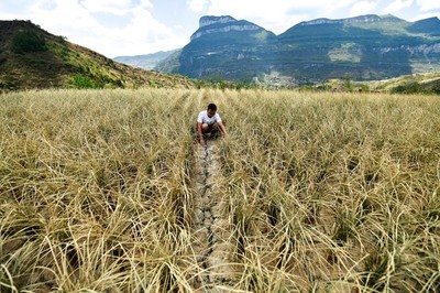 Trung Quốc: Ngành nông nghiệp chật vật đối phó với hạn hán