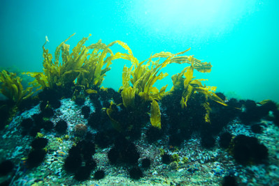 Rong biển và rừng ngập mặn bị ảnh hưởng nặng nề bởi biến đổi khí hậu