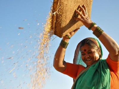 Ấn Độ: Nguy cơ sản lượng lúa sụt giảm do thiếu mưa