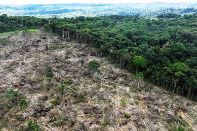 Nỗ lực chấm dứt nạn phá rừng Amazon tại Brazil