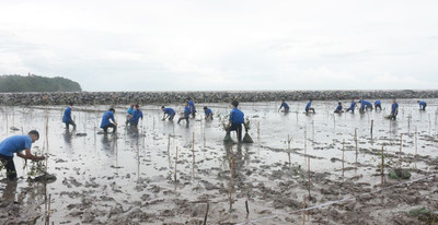 Thanh niên Cà Mau thực hiện công trình trồng 3.000 cây xanh