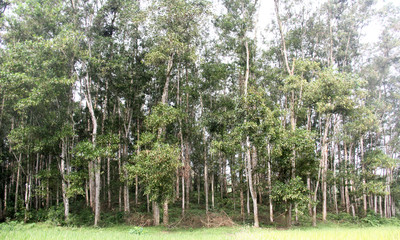 Trồng rừng gỗ lớn, lợi ích lâu dài