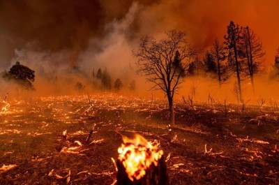 Gia tăng gấp đôi số vụ cháy rừng thảm khốc trong vòng 2 thập kỷ