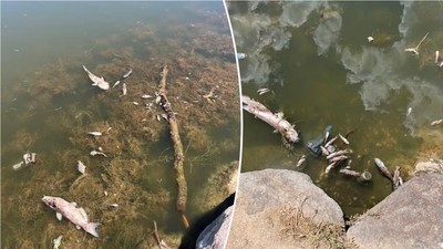 Mỹ: Cá chết hàng loạt chưa rõ nguyên nhân tại hồ Cove Pond