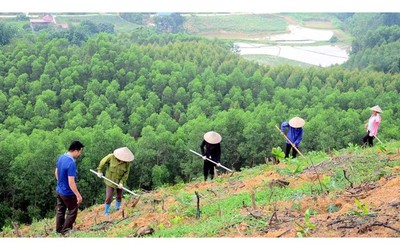 Bắc Giang phân bổ vốn trồng rừng thay thế (đợt 02)