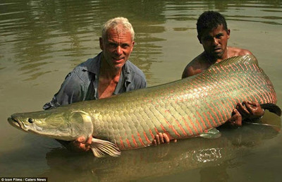 Loài cá nước ngọt lớn nhất Trái Đất sống ở Amazon có nguy cơ tuyệt chủng