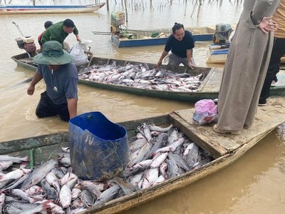 Vụ cá lăng chết trắng trên hồ thủy điện ở Kon Tum: Đã có kết quả kiểm tra mẫu nước