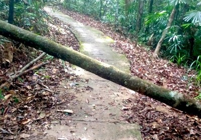Gia Lai: Nữ du khách bị cây rừng ngã đổ đè tử vong khi tham quan thác K50
