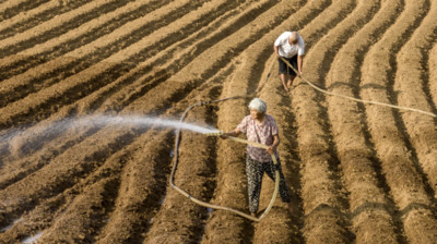 Lo ngại giảm sản lượng lúa tại Trung Quốc do thời tiết thất thường