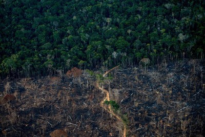 Colombia: Nạn phá rừng giảm xuống mức thấp nhất trong 23 năm