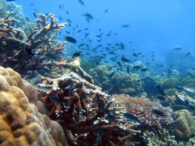 Mỹ và Indonesia nhất trí đổi nợ để bảo tồn rạn san hô