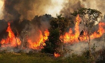 Brazil nỗ lực dập tắt cháy rừng ở vùng đầm lầy Pantanal