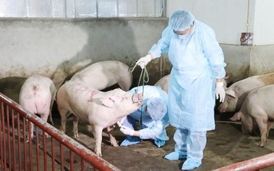Thủ tướng yêu cầu thực hiện nghiêm các biện pháp phòng, chống dịch tả lợn châu Phi