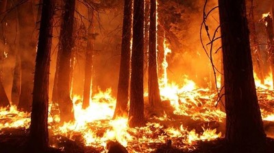 Nga: Ban bố tình trạng khẩn cấp ở Novorossiisk do cháy rừng lan rộng