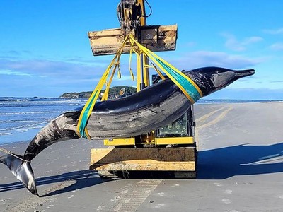 Xác cá voi răng thuổng siêu hiếm dạt vào bãi biển New Zealand