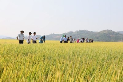 Tình hình thực hiện việc trồng lúa giảm phát thải ở một số địa phương