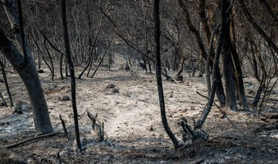 Mỹ: Cháy rừng lan nhanh, thiêu rụi nhiều nhà dân ở bang California