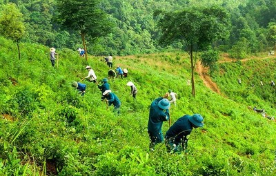 Nghệ An: Phê duyệt 155 cộng đồng dân cư tham gia hoạt động quản lý rừng năm 2024