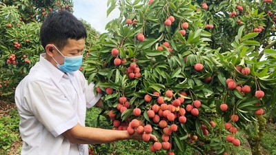 Bắc Giang phê duyệt sử dụng địa danh "Phúc Hòa" để đăng ký nhãn hiệu tập thể