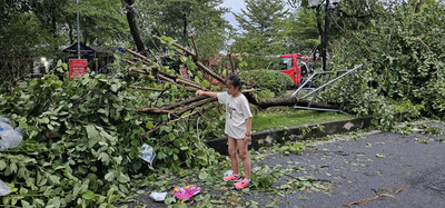 Hà Nội tập trung giải tỏa cây đổ bảo đảm an toàn giao thông trước ngày 12/9/2024