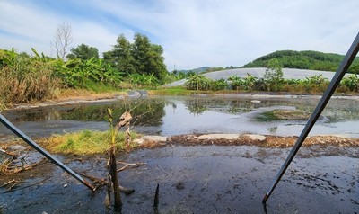 Quảng Bình: Xử phạt ba trang trại nuôi heo 2,3 tỷ đồng do vi phạm trong lĩnh vực bảo vệ môi trường