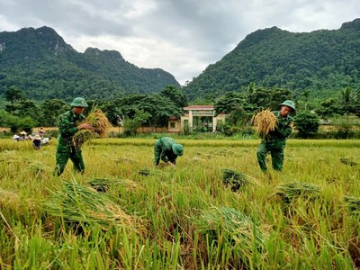 Đồn Biên phòng Cà Xèng cùng bà con đồng bào dân tộc gặt lúa tránh lũ