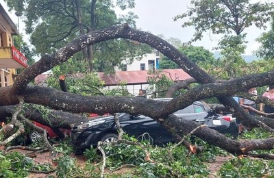 Thanh Hóa: Mưa to, gãy cành xà cừ đè trúng 1 giáo viên, 4 ô tô bẹp rúm