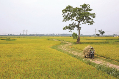 Bài thơ: "phố Làng" và "phố Lính"