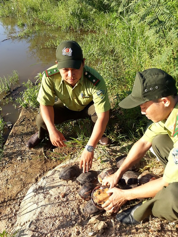 Đà Nẵng tiếp nhận và thả 21 cá thể Rùa về lại môi trường tự nhiên